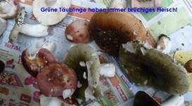 Grasgrüner Täubling, Foto 23