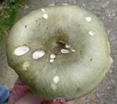 Grasgrüner Täubling, Foto 8