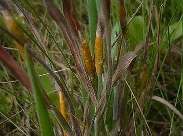 Gras-Kernpilz, Foto 3
