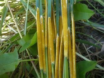 Gras-Kernpilz, Foto 5