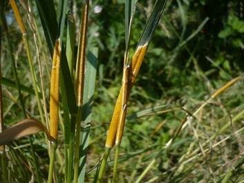 Gras-Kernpilz, Foto 6