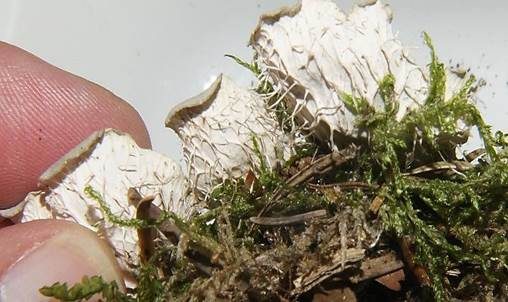 Bereifte Schildflechte, Foto 3
