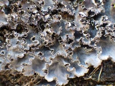 Bereifte Schildflechte, Foto 4