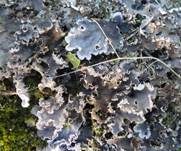 Bereifte Schildflechte, Foto 10