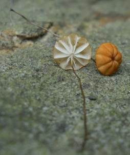 Grasschwindling, Foto 2