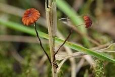 Grasschwindling, Foto 12