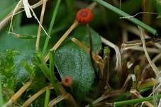 Grasschwindling, Foto 15