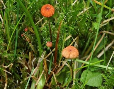 Grasschwindling, Foto 6