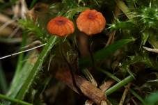 Grasschwindling, Foto 8