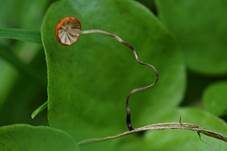 Grasschwindling, Foto 11