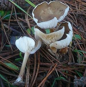 Grasweichritterling, Foto 2