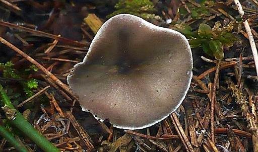 Grasweichritterling, Foto 3