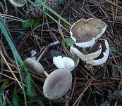 Grasweichritterling, Foto 13