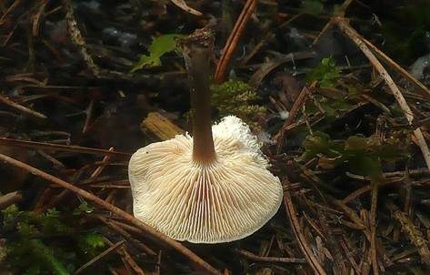 Grasweichritterling, Foto 4