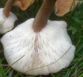 Grasweichritterling, Foto 7