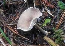 Grasweichritterling, Foto 8