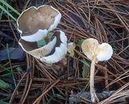Grasweichritterling, Foto 9