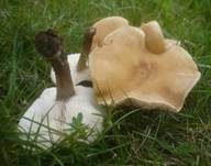 Grasweichritterling, Foto 10