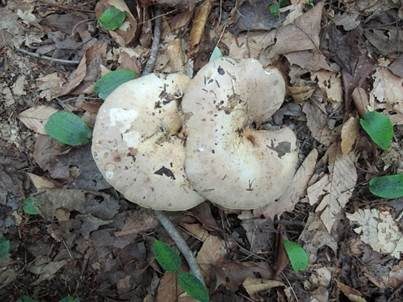 Graublasser Milchling, Foto 6