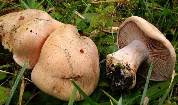 Graublättriger Klumpfuß, Foto 2
