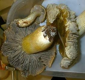 Graublättriger Ritterling, Foto 3