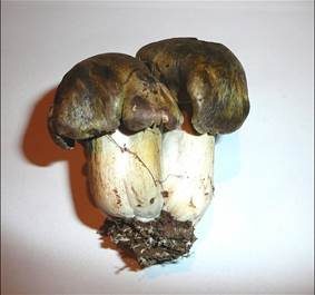 Graublättriger Ritterling, Foto 5