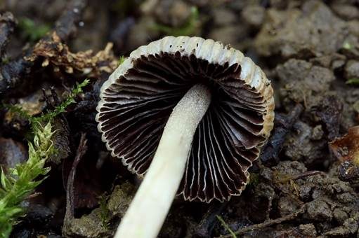 Graublättriger Tintling, Foto 3