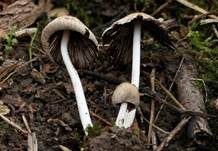 Graublättriger Tintling, Foto 6