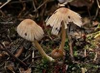 Graublättriger Tintling, Foto 8