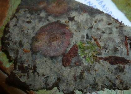 Bereifte Traubenbasidie, Foto 2