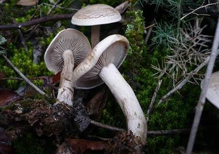 Graublättriger Trichterling, Foto 2