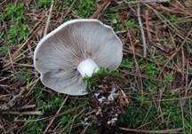 Graublättriger Trichterling, Foto 7