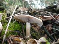 Graublättriger Trichterling, Foto 9