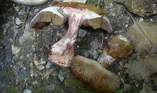 Graublauer Dickfuß, Foto 2