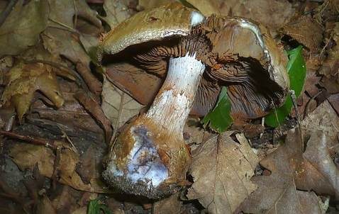 Graublauer Dickfuß, Foto 3