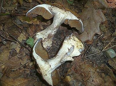 Graublauer Dickfuß, Foto 4