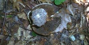 Graublauer Dickfuß, Foto 5
