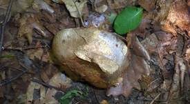 Graublauer Dickfuß, Foto 6