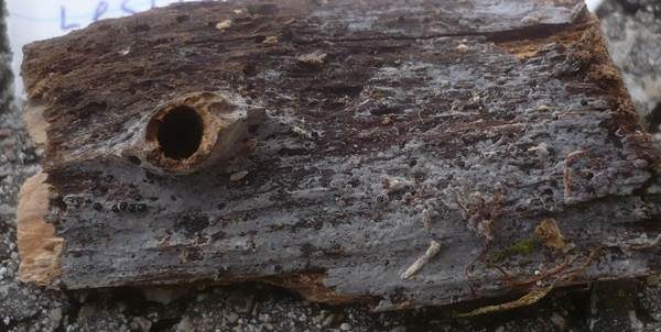 Graublauer Knotenrindenpilz, Foto 2