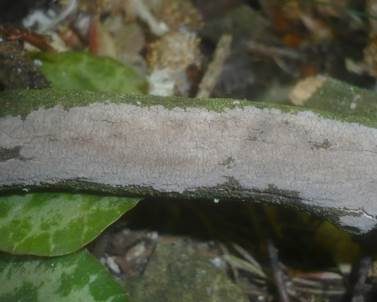 Graublauer Rindenpilz, Foto 3