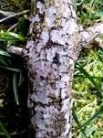 Graublauer Rindenpilz, Foto 10