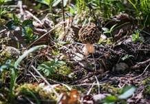 Graubraune Speisemorchel, Foto 6