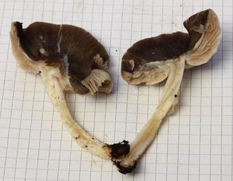 Graubrauner Dachpilz, Foto 6