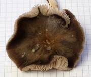 Graubrauner Dachpilz, Foto 11