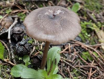 Graubrauner Rötling, Foto 3