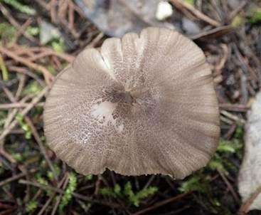 Graubrauner Rötling, Foto 4