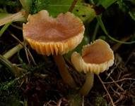 Graubrauner Samtschneckling, Foto 4