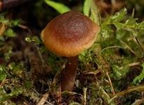 Graubrauner Samtschneckling, Foto 5
