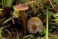 Graubrauner Samtschneckling, Foto 6