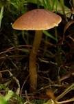 Graubrauner Samtschneckling, Foto 8